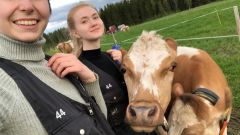 Студентки ведут телят на выгул