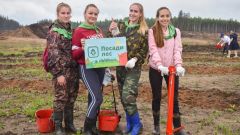 Посадки леса на вырубках