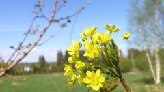 Клен остролистный (цветение)