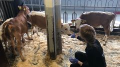 Мария работает с телятами
