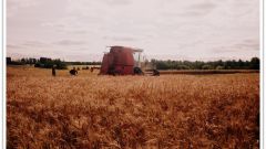 Красота и широта опытного поля академии