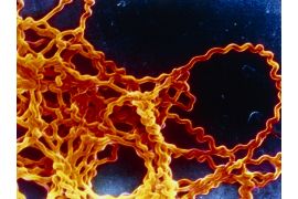 Открытые лекции на факультете ветеринарной медицины и биотехнологий