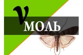 Моль с точки зрения технолога