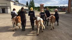 Студенты ведут телят на выгул
