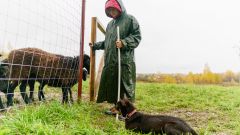 Тренировка пастушьих собак